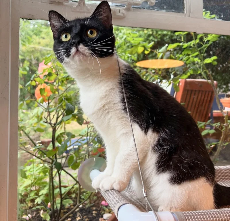 Black-and-white cat Remy resting in a hammock by the window