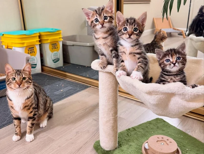 All four cats—Goldie and her kittens—resting together in a foster home