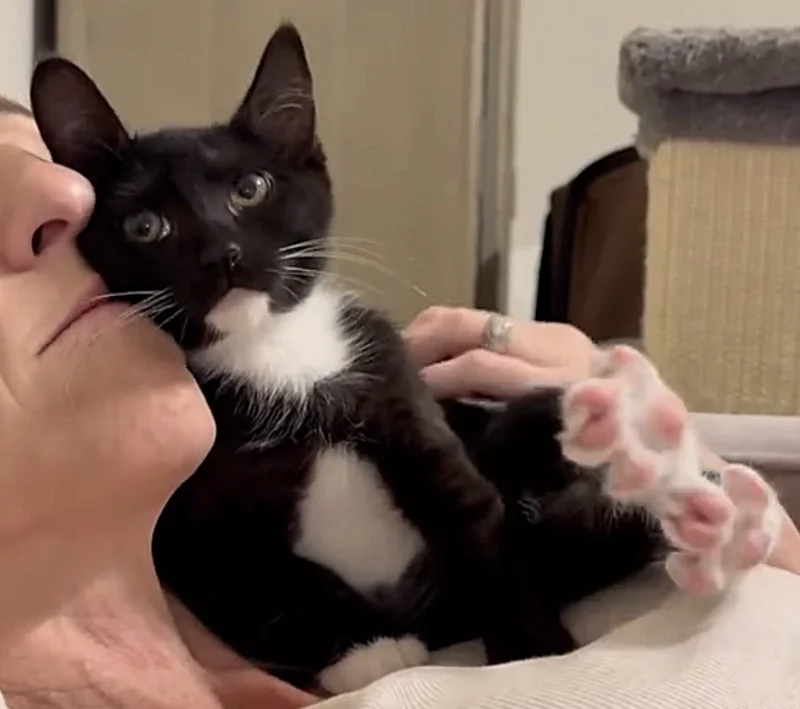 Tough Street Kitten Finally Lets Her Guard Down—And It's the Sweetest Thing Ever