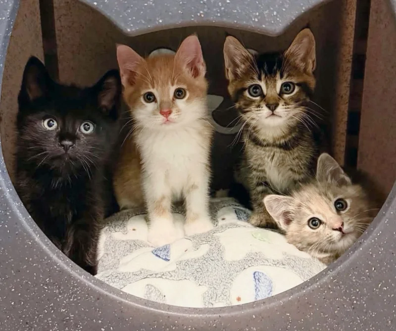 Shy foster kittens playing with resident cat Bodie