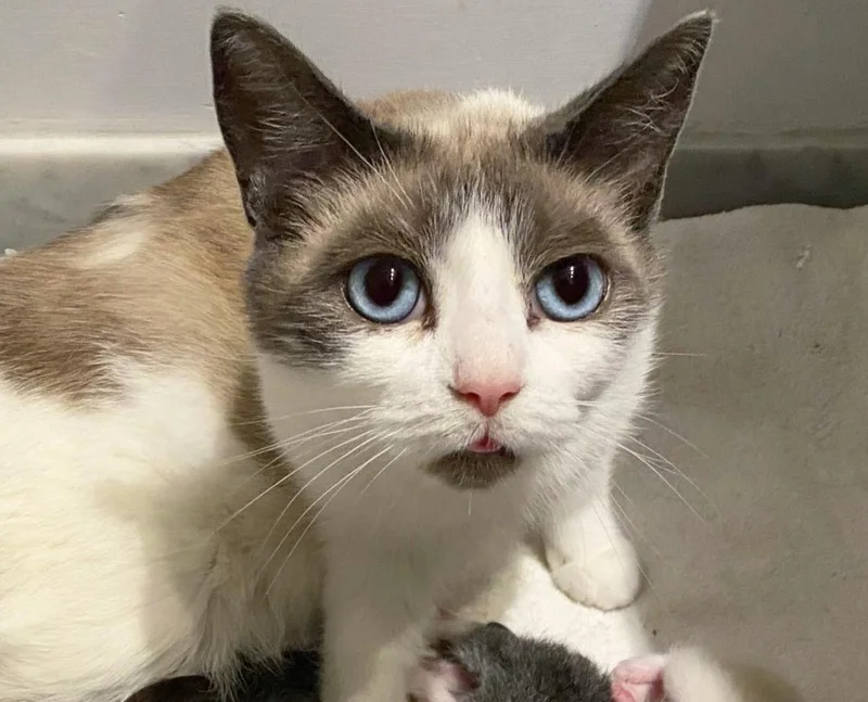 Sissi the Snowshoe cat curled up with her newborn kittens