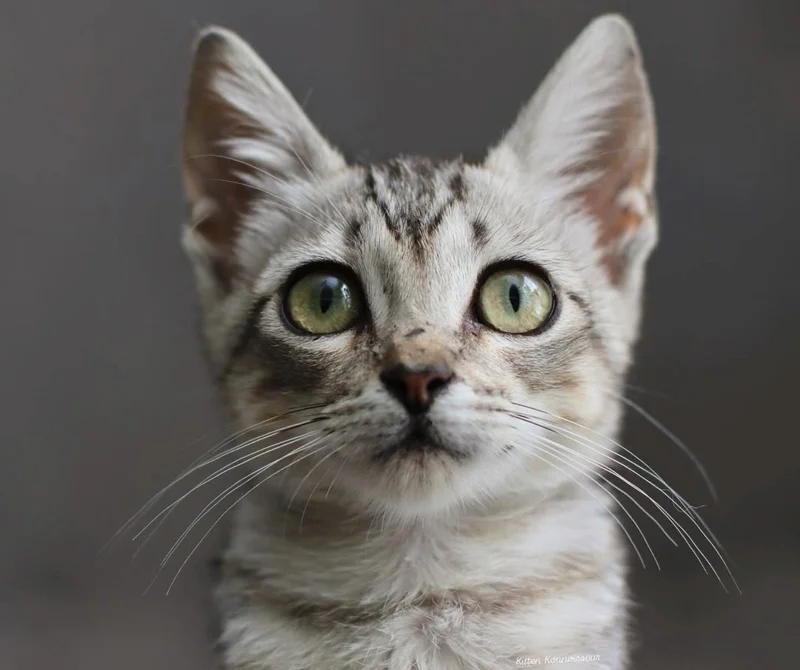 Sylvie the rescue kitten curled up in a cozy blanket