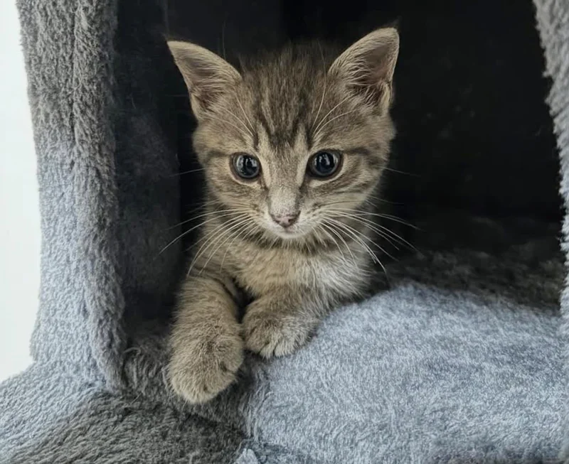 Highway rescue kitten playing with feather toy indoors