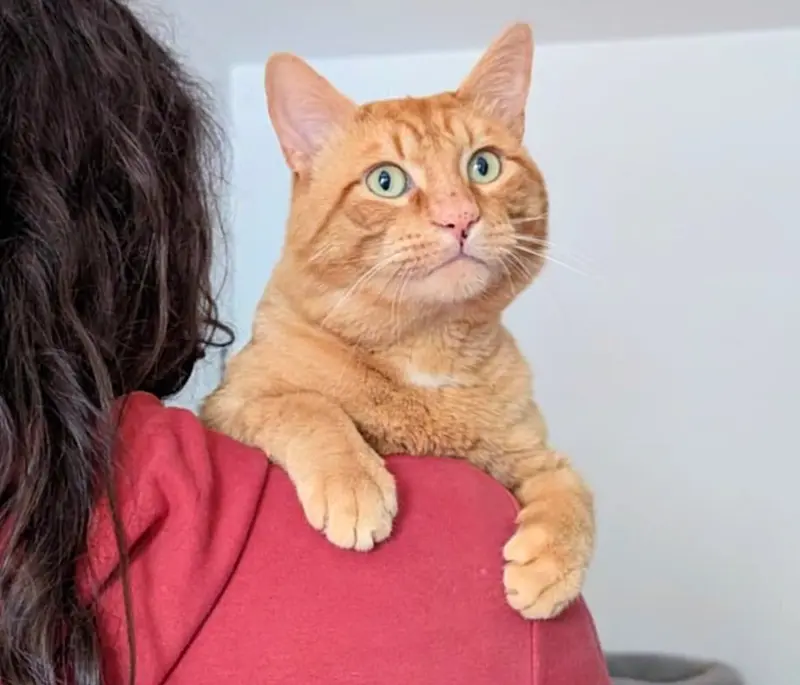 Orange tabby cat sitting on porch looking hopeful