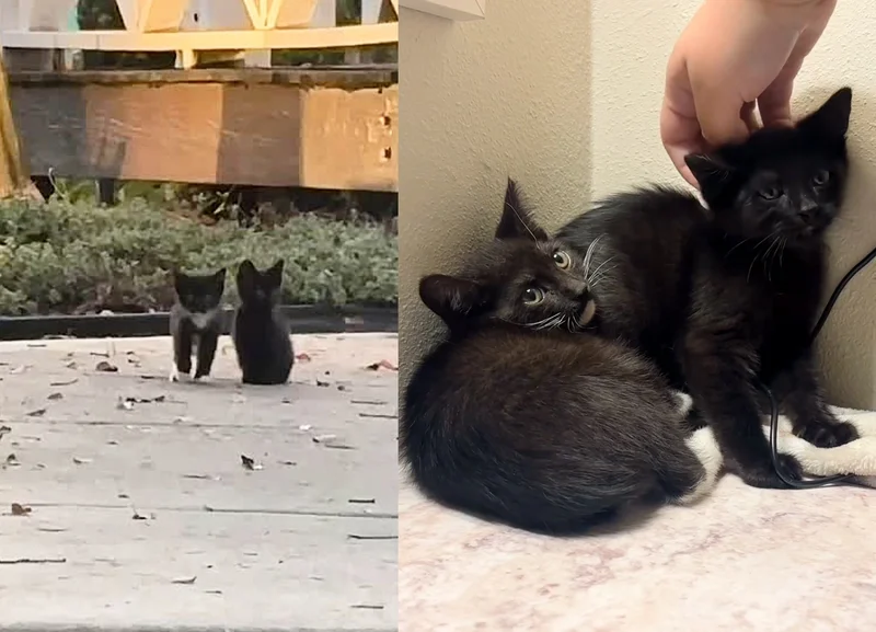 Tough Street Kitten Finally Lets Her Guard Down—And It's the Sweetest Thing Ever