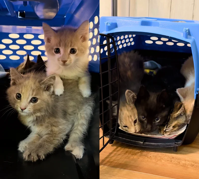 Shy foster kittens playing with resident cat Bodie