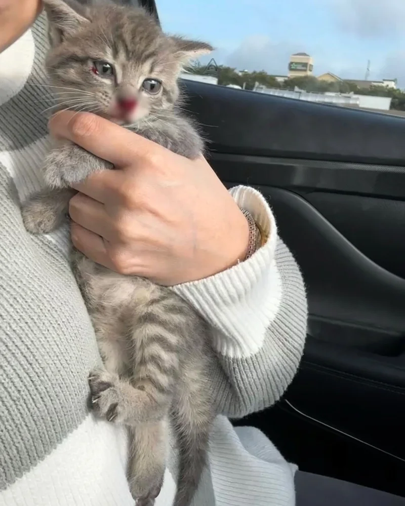 Highway rescue kitten playing with feather toy indoors