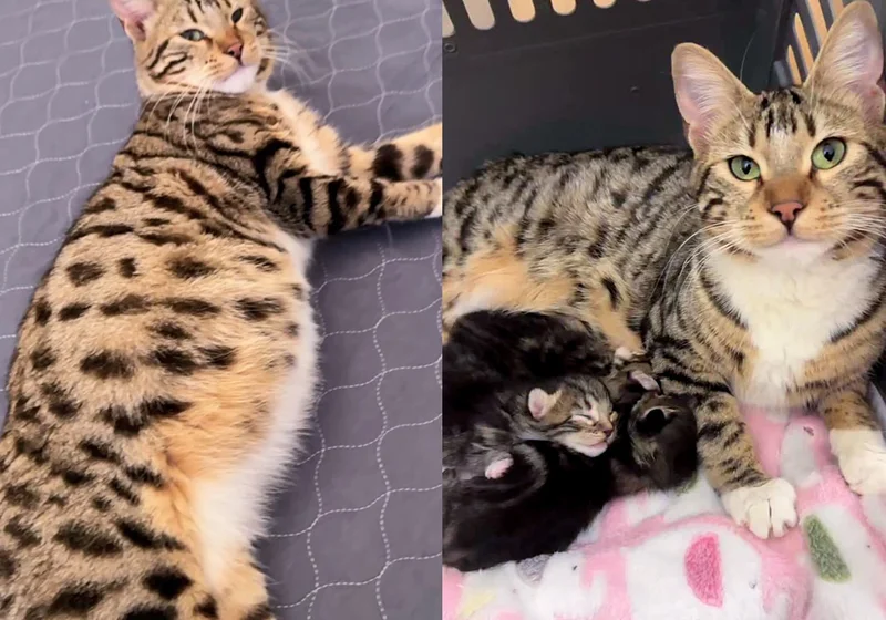 All four cats—Goldie and her kittens—resting together in a foster home