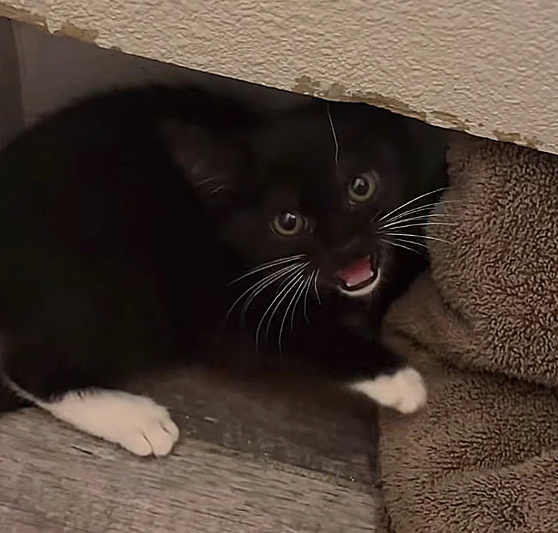 Tough Street Kitten Finally Lets Her Guard Down—And It's the Sweetest Thing Ever