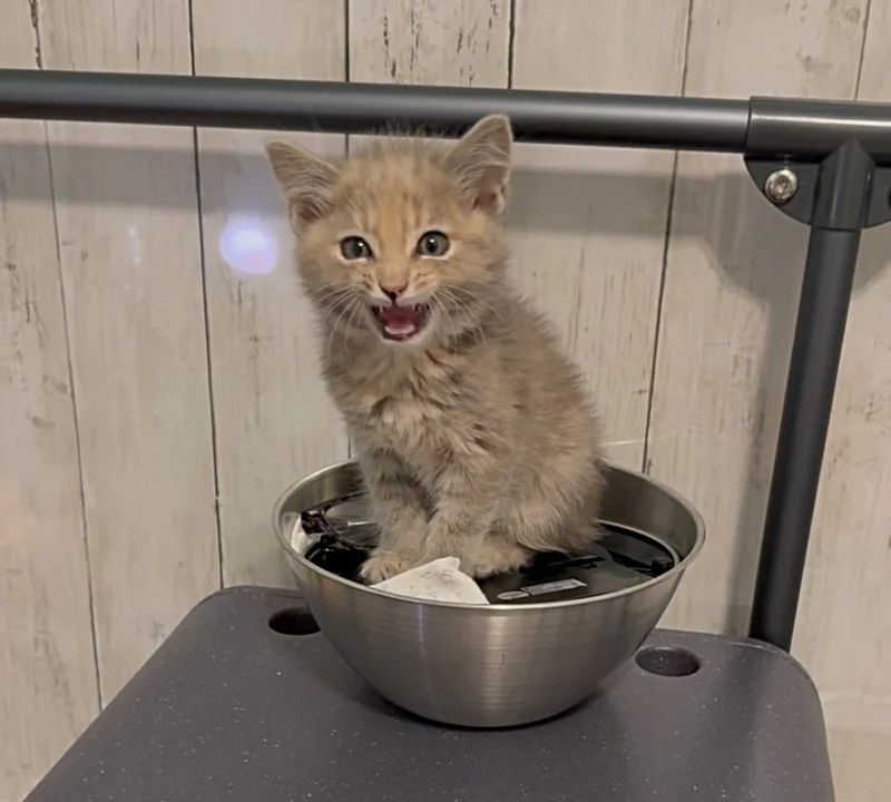 Shy foster kittens playing with resident cat Bodie