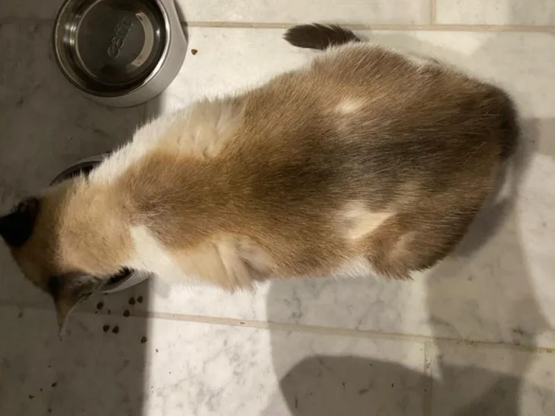 Sissi the Snowshoe cat curled up with her newborn kittens