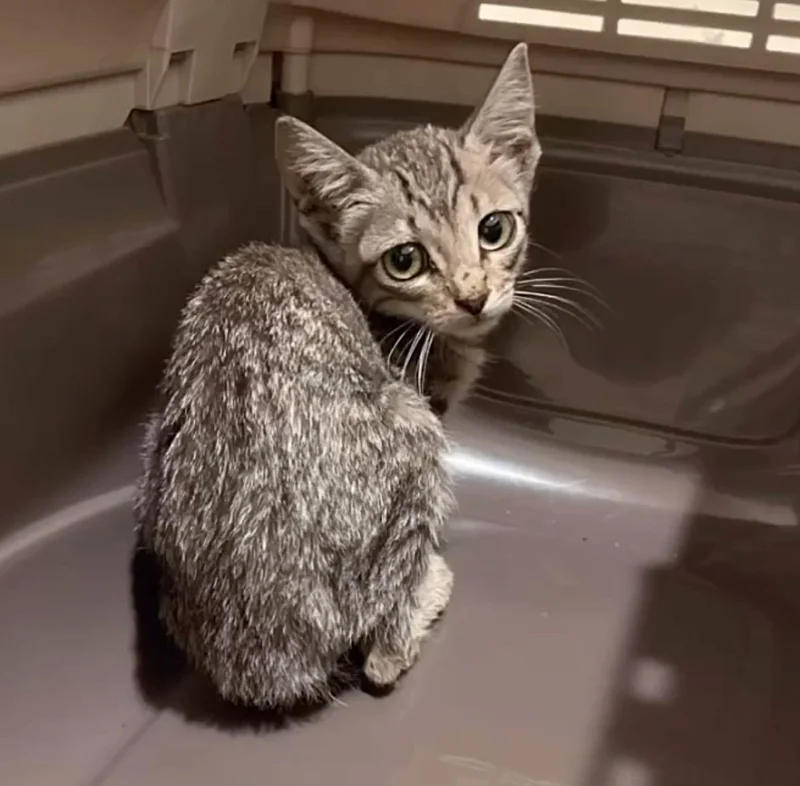 Sylvie the rescue kitten curled up in a cozy blanket
