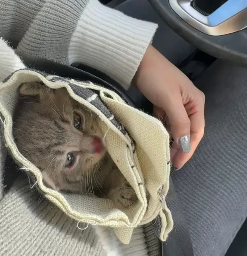 Highway rescue kitten playing with feather toy indoors