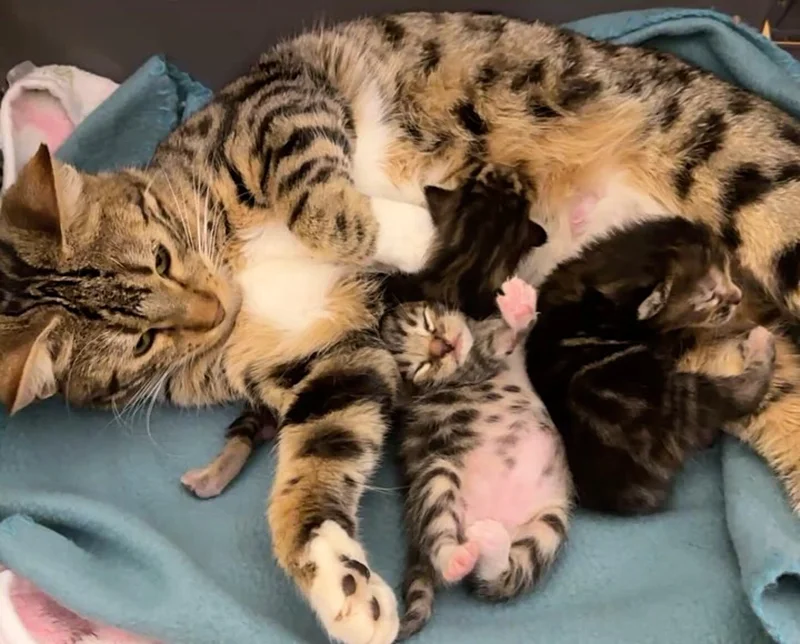 All four cats—Goldie and her kittens—resting together in a foster home