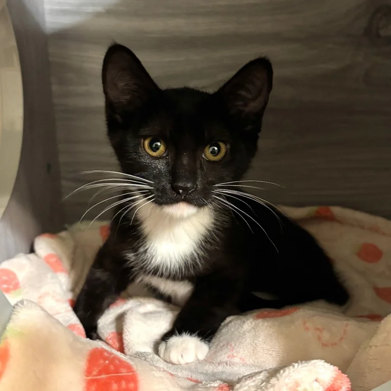 Tough Street Kitten Finally Lets Her Guard Down—And It's the Sweetest Thing Ever