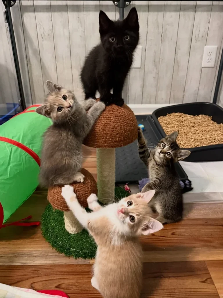 Shy foster kittens playing with resident cat Bodie