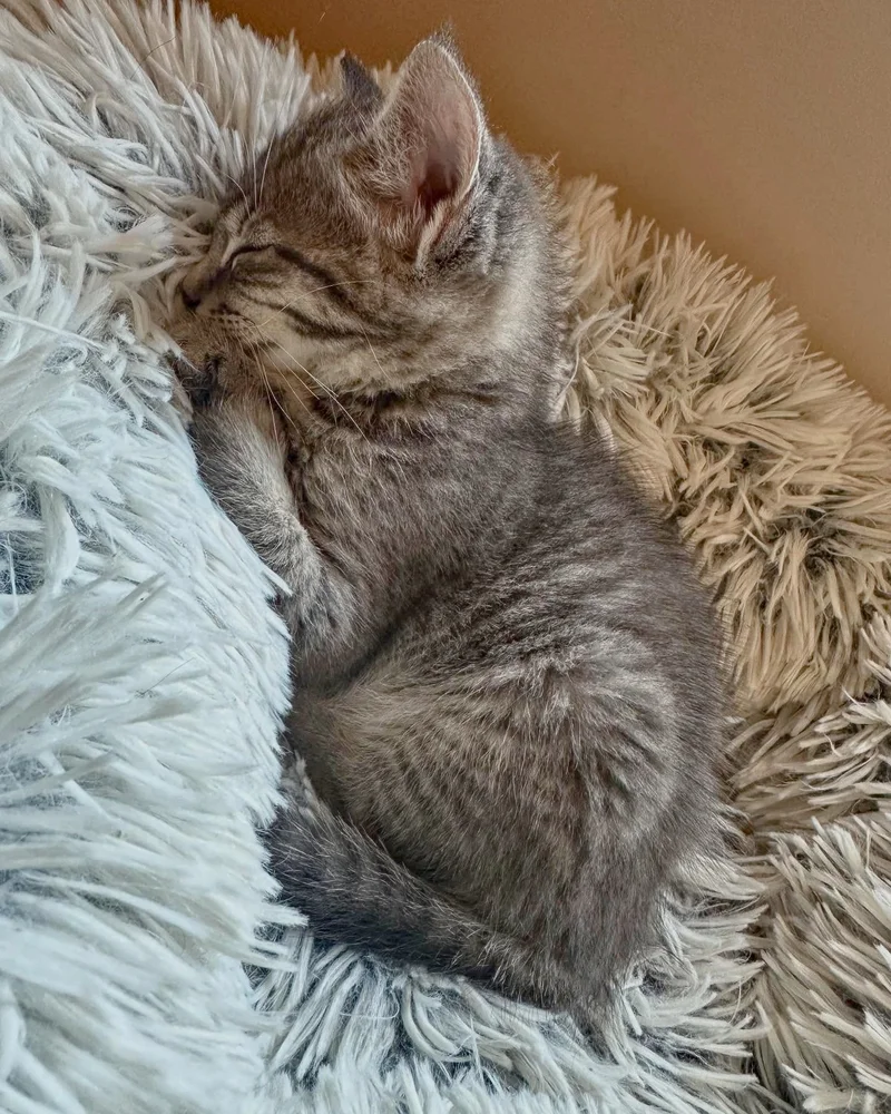 Highway rescue kitten playing with feather toy indoors