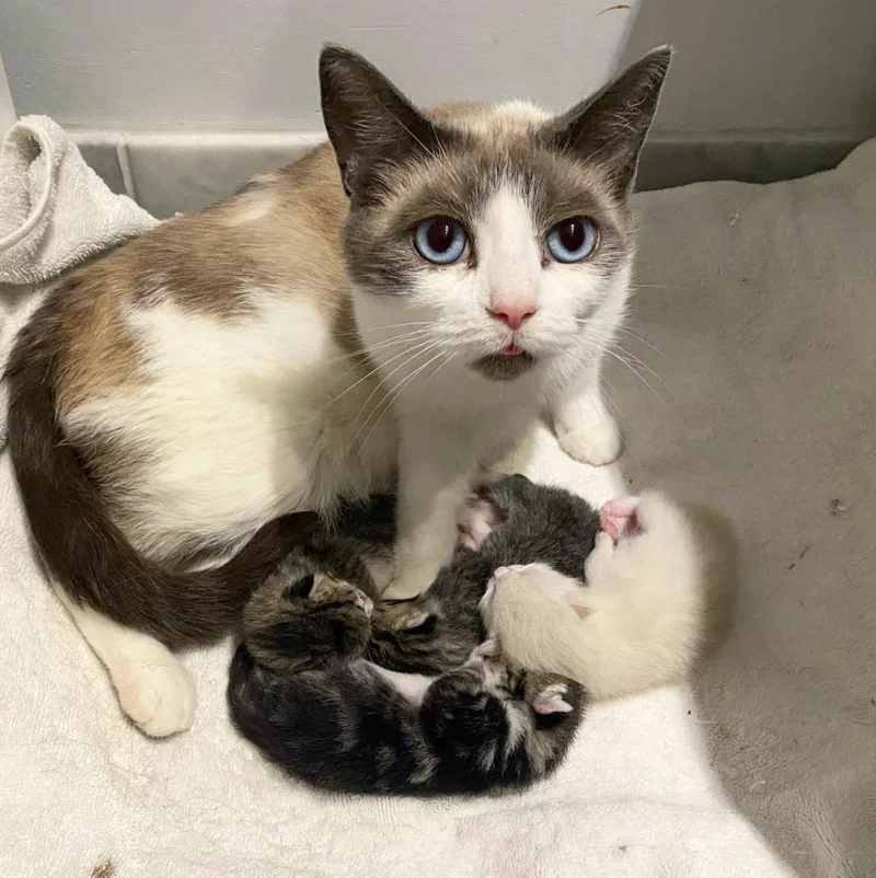 Sissi the Snowshoe cat curled up with her newborn kittens