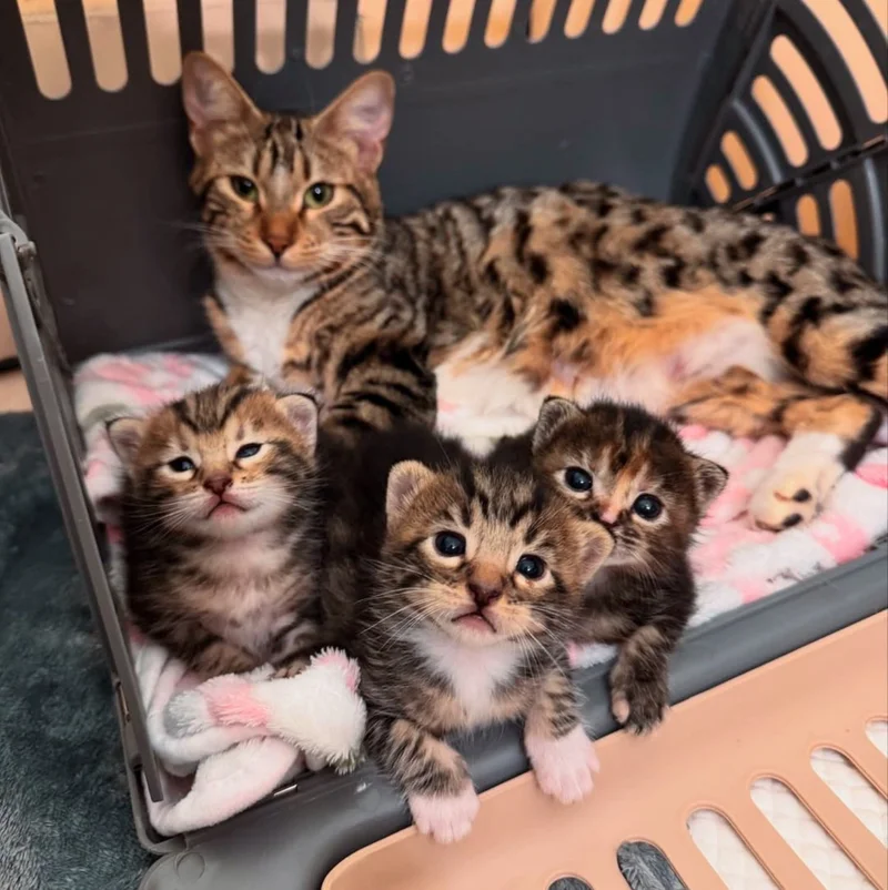 All four cats—Goldie and her kittens—resting together in a foster home