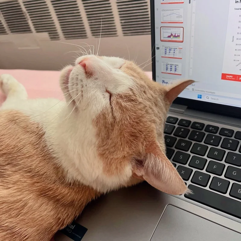 Rescue cat Georgie napping on a keyboard during a meeting

