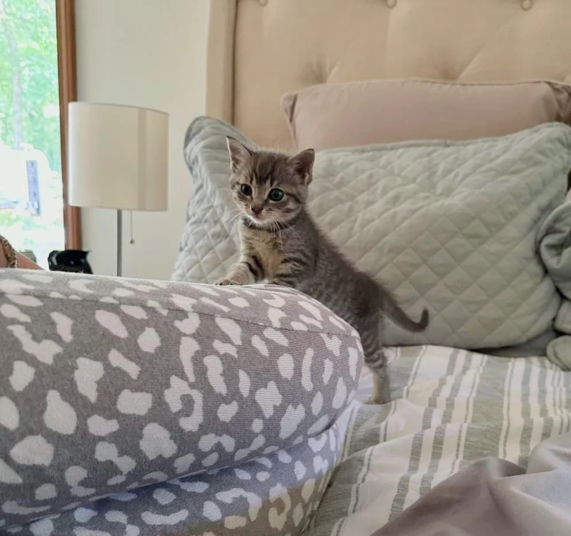 Highway rescue kitten playing with feather toy indoors