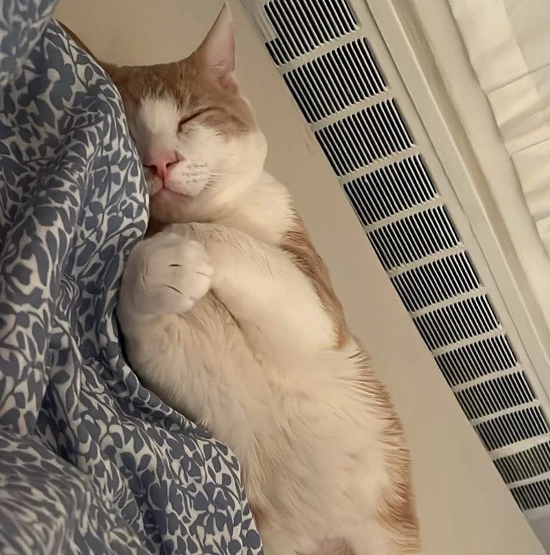 Rescue cat Georgie napping on a keyboard during a meeting

