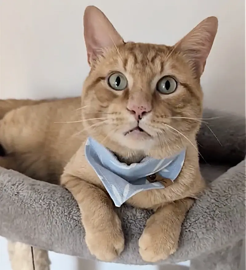Orange tabby cat sitting on porch looking hopeful