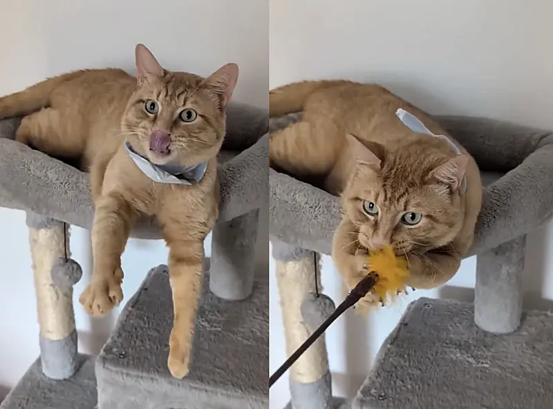 Orange tabby cat sitting on porch looking hopeful
