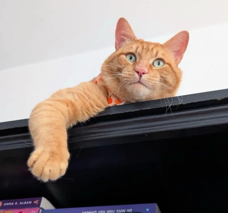Orange tabby cat sitting on porch looking hopeful