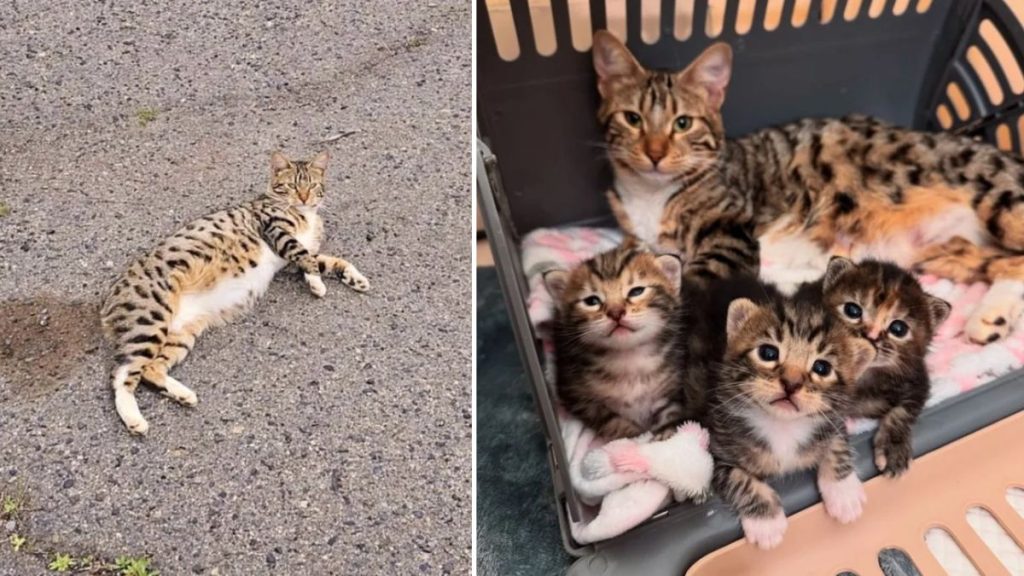 All four cats—Goldie and her kittens—resting together in a foster home