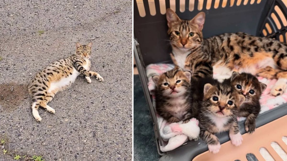 All four cats—Goldie and her kittens—resting together in a foster home