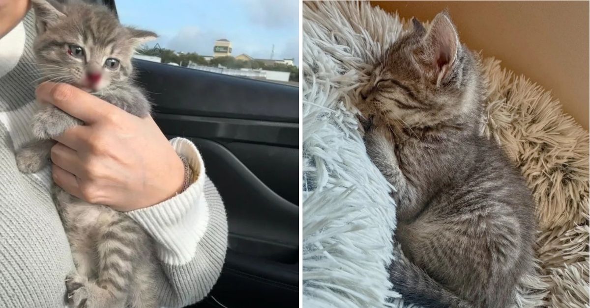 Highway rescue kitten playing with feather toy indoors