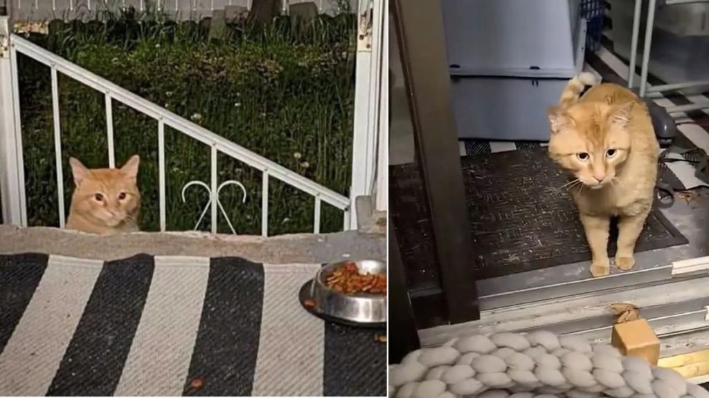 Orange tabby cat sitting on porch looking hopeful