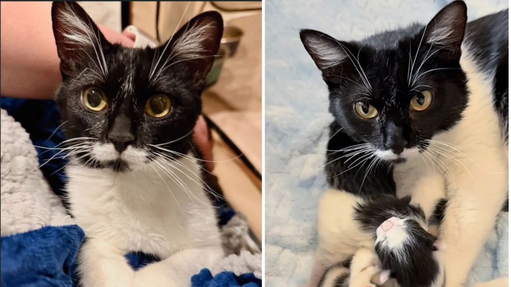 how a stray cat found love and gave birth in foster care