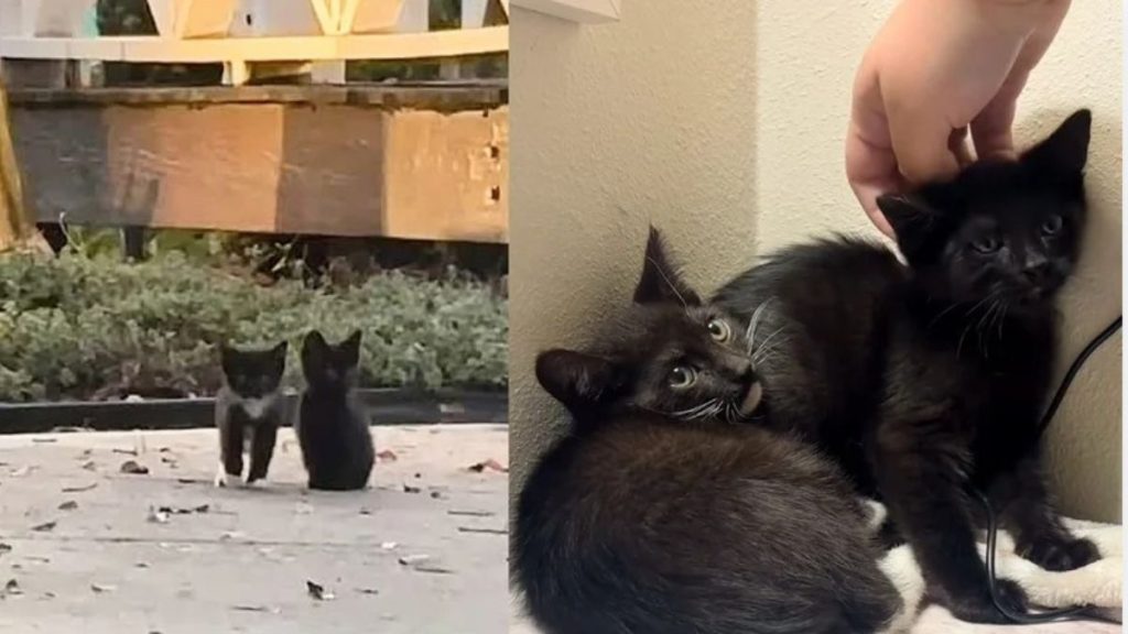 rescued street kitten story