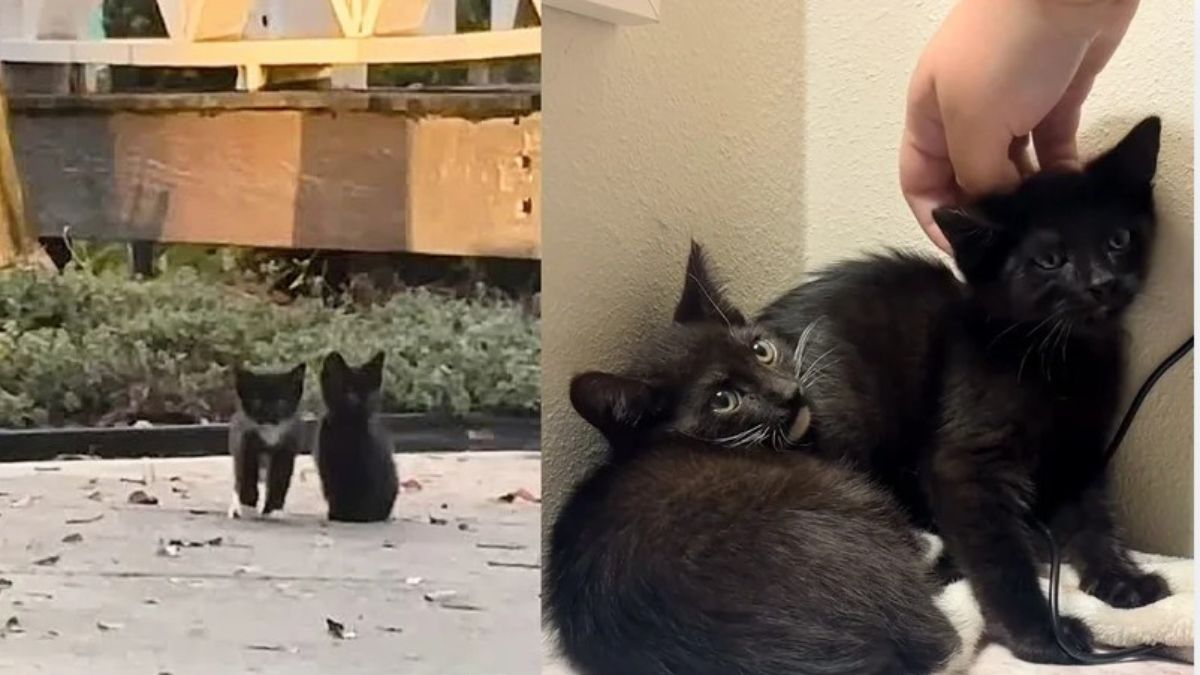 rescued street kitten story