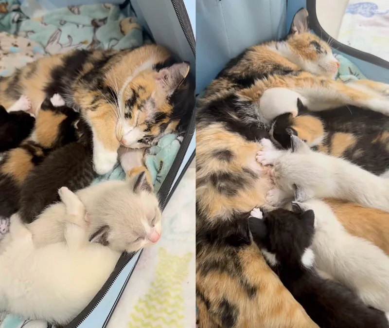 Rescued cat Snow White cuddling with her seven newborn kittens in a cozy foster home