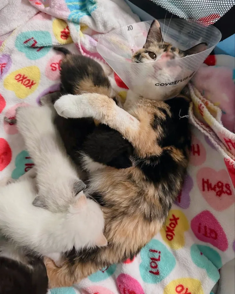 Rescued cat Snow White cuddling with her seven newborn kittens in a cozy foster home