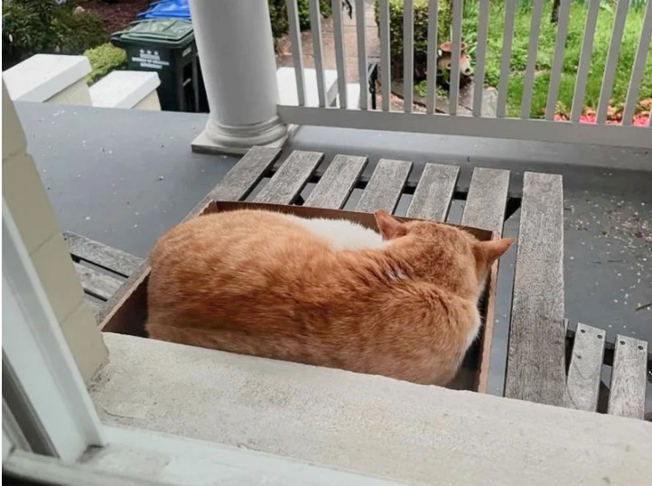 Orange and white cat named Tommy Bahama resting on a blanket, finally safe and warm in his foster home.