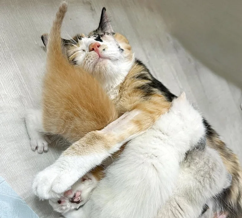 Rescued cat Snow White cuddling with her seven newborn kittens in a cozy foster home