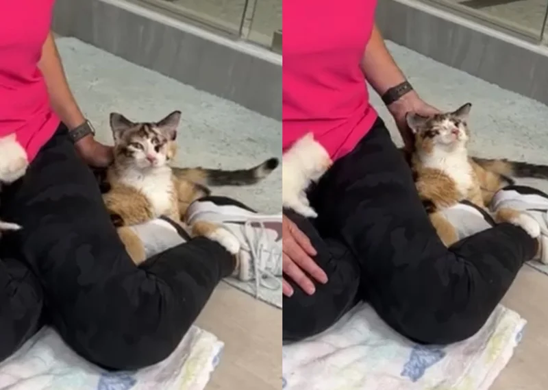 Rescued cat Snow White cuddling with her seven newborn kittens in a cozy foster home