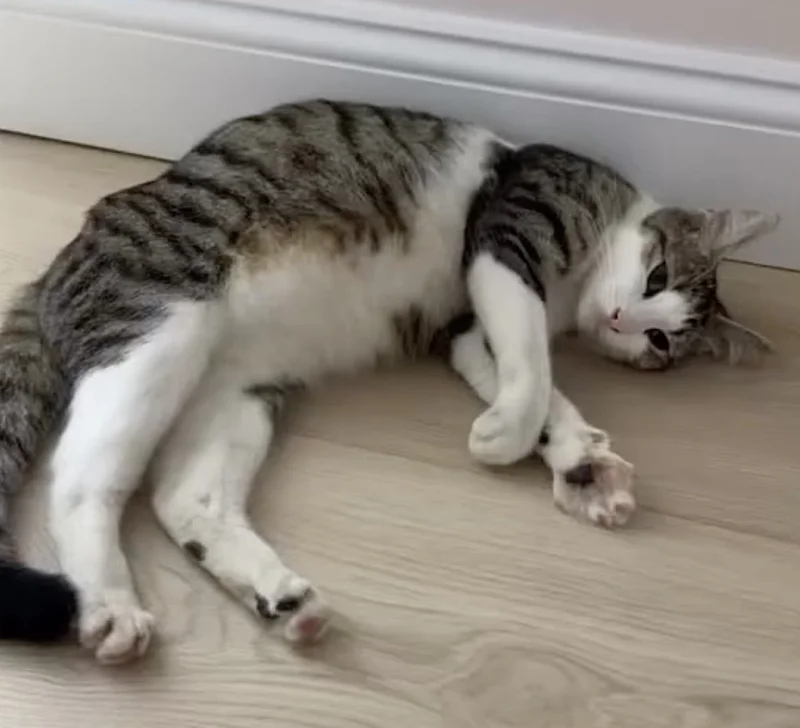 Stray cat Leanne snuggles with her newborn kittens in foster care