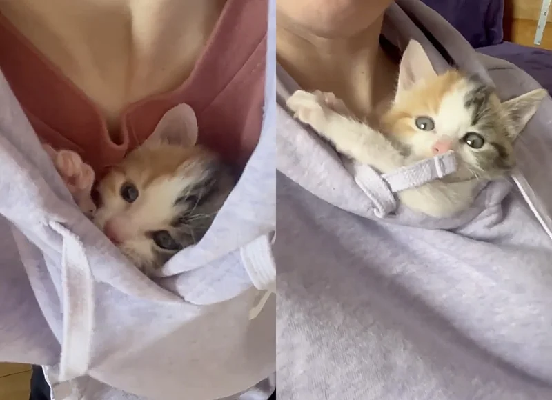 Rescued kitten Kicklee snuggled in a carrier, looking curious and adventurous