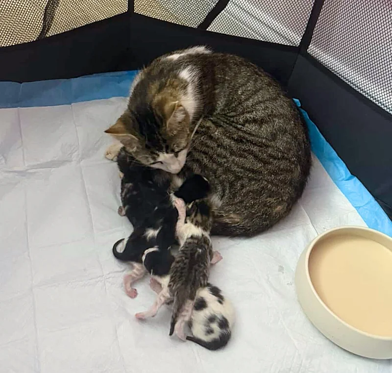 Stray cat Leanne snuggles with her newborn kittens in foster care