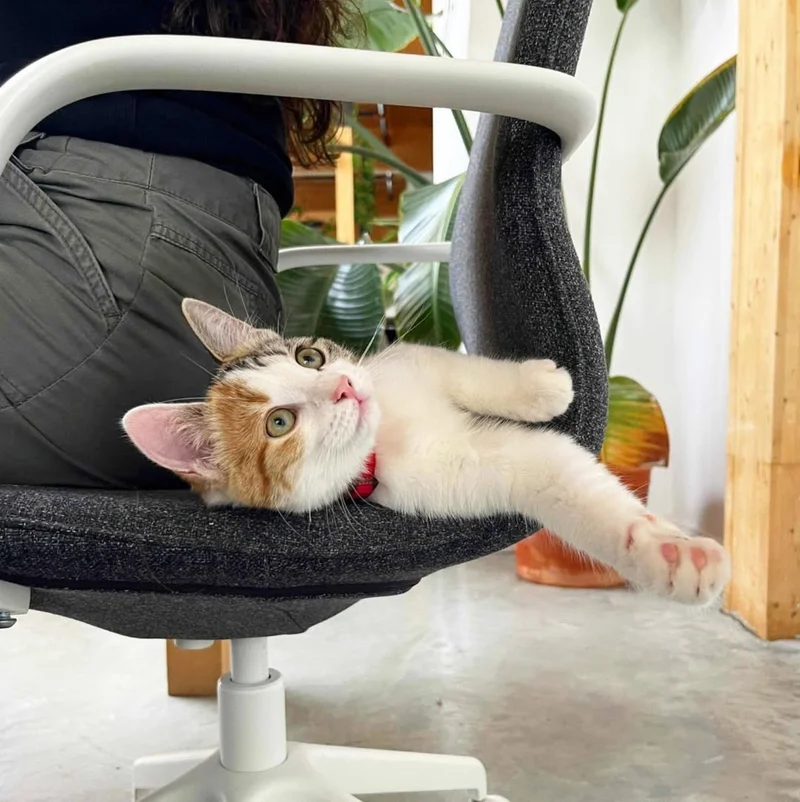 Rescued kitten Kicklee snuggled in a carrier, looking curious and adventurous