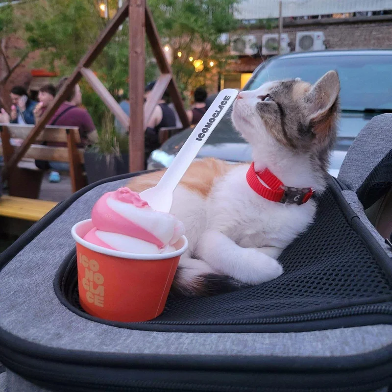 Rescued kitten Kicklee snuggled in a carrier, looking curious and adventurous