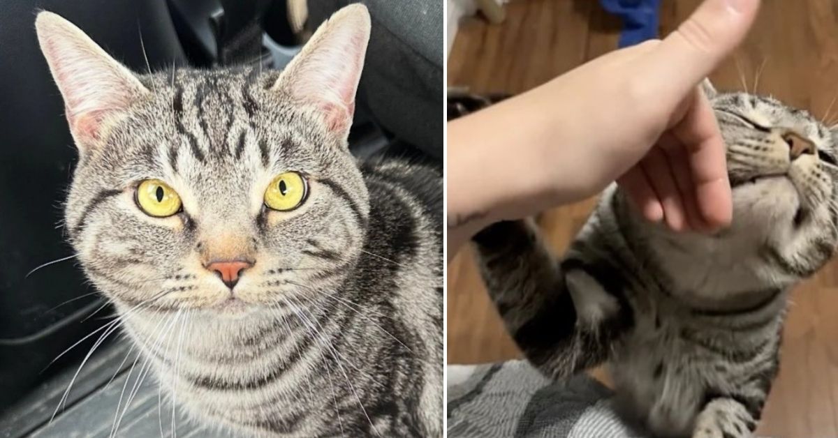 Shelter cat Dobby reaches out from his cage, capturing the heart of a woman who came to donate supplies and ended up giving him a forever home.