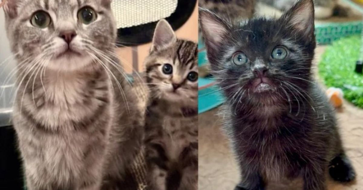 A family adopted a pair of kittens, then returned for their mother cat—leading to the sweetest reunion
