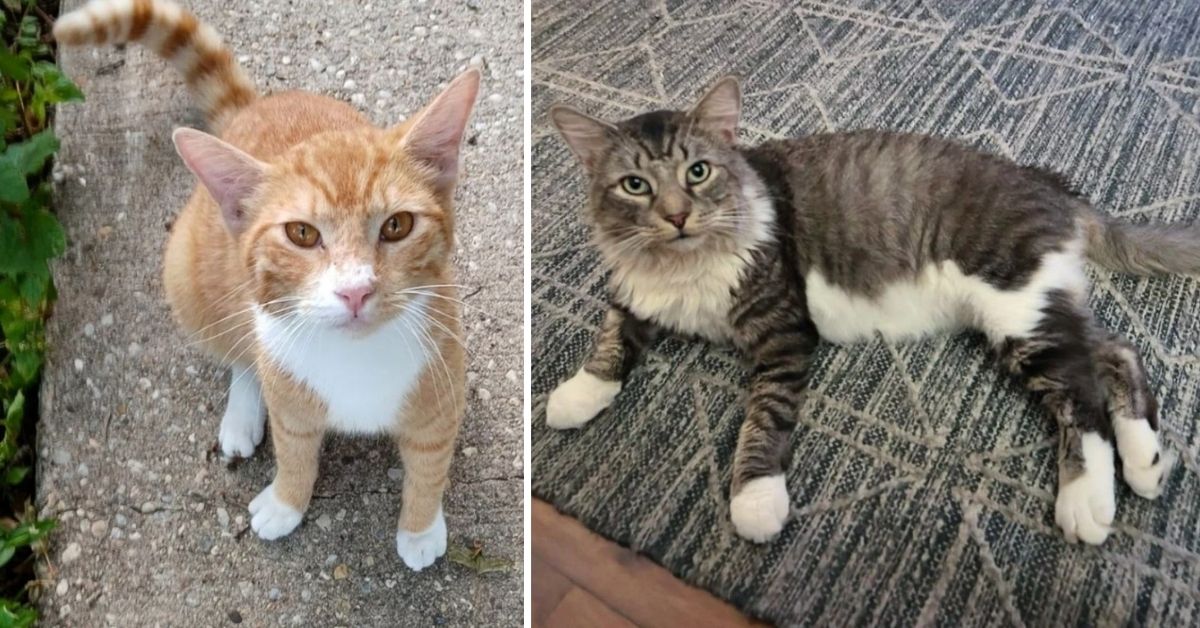 Danny and Wolfie, two rescued cats from opposite sides of the city, find a forever home together after a honeymooning couple falls in love with both.