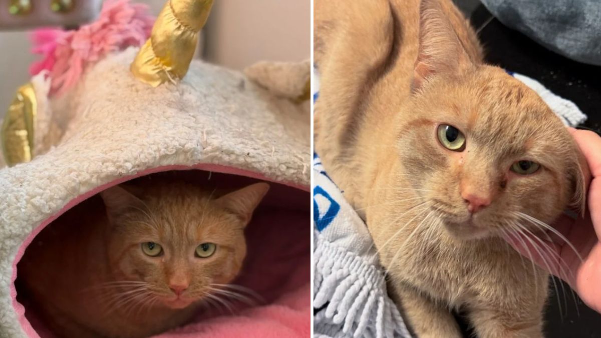 kind neighbor discovered a cat living in a storm drain